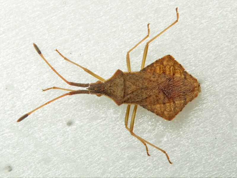 Syromastus rhombeus (Linnaeus, 1767)